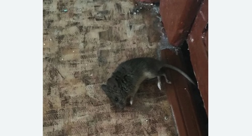 Дезинфекция от мышей на Метрогородке города Москвы